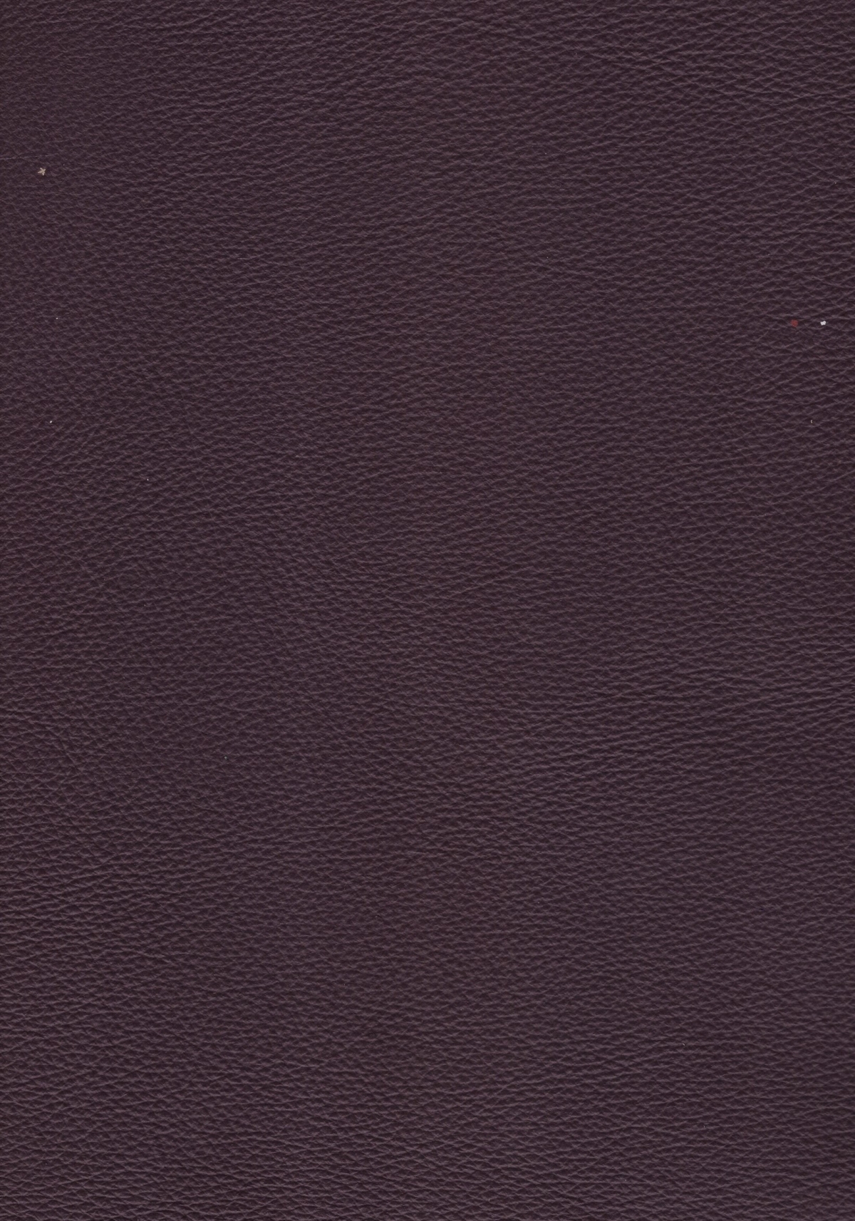 Estoril Purple